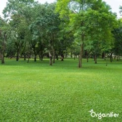 Kalk Korrel Meststof Verrijkt Met Magnesium (5Kg - Voor 100m2) Voor Dieper Bladgroen (+PH) Speciaal Voor Gazon, Perken, Moestuin En Openbaar Groen - Organifer 31 Kalk Korrel Meststof Verrijkt Met Magnesium (5Kg - Voor 100m2) Voor Dieper Bladgroen (+PH) Speciaal Voor Gazon, Perken, Moestuin En Openbaar Groen - Organifer -Tuinverzorgings Winkel 1200x1200 68