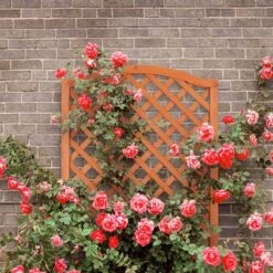 Relaxdays Plantenbak Met Klimrek - Bloembak Trellis - Rankhulp Hout - Voor Klimplanten -Tuinverzorgings Winkel 1200x1200 778