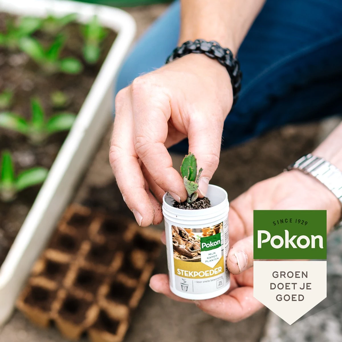 Pokon Stekpoeder - 25gr - Stimuleert Wortelvorming 6 Pokon Stekpoeder - 25gr - Stimuleert Wortelvorming - Afbeelding 4