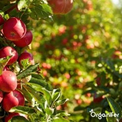 Koemestkorrels 3in1 (20Kg Voor 200m2) Allround Organische Meststof - Direct Opneembare Voeding - Langdurige Werking > 120 Dagen - Geurloos - Verbeterd Bodem - Lavameel Toevoeging - Versterkt Gras En Planten - Organifer 22 Koemestkorrels 3in1 (20Kg Voor 200m2) Allround Organische Meststof - Direct Opneembare Voeding - Langdurige Werking > 120 Dagen - Geurloos - Verbeterd Bodem - Lavameel Toevoeging - Versterkt Gras En Planten - Organifer -Tuinverzorgings Winkel 1200x1200 8