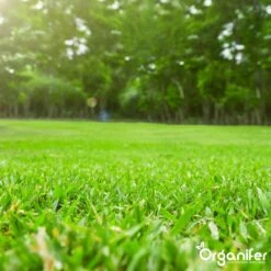 Gazonmest All-In-One (5Kg - Voor 100m2) Voor Een Diepgroen Sterk Gazon Zonder Mos En Onkruid - Complete Meststof Met Kalk En Grasversterker - Organifer -Tuinverzorgings Winkel 1200x1200 83