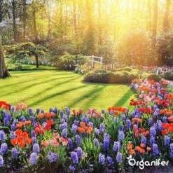 Koemestkorrels 3in1 (20Kg Voor 200m2) Allround Organische Meststof - Direct Opneembare Voeding - Langdurige Werking > 120 Dagen - Geurloos - Verbeterd Bodem - Lavameel Toevoeging - Versterkt Gras En Planten - Organifer 23 Koemestkorrels 3in1 (20Kg Voor 200m2) Allround Organische Meststof - Direct Opneembare Voeding - Langdurige Werking > 120 Dagen - Geurloos - Verbeterd Bodem - Lavameel Toevoeging - Versterkt Gras En Planten - Organifer -Tuinverzorgings Winkel 1200x1200 9