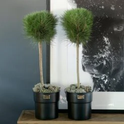 Riviera Maison Bloempot Voor Binnen Zwart - City Loft Flower Pot S -Tuinverzorgings Winkel 1200x1200 930