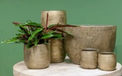 Luxe Plantenpot/bloempot Goud Mira Van Keramiek 35 Cm - Keramische Plantenpotten/plantenbakken 8 Luxe Plantenpot/bloempot Goud Mira Van Keramiek 35 Cm - Keramische Plantenpotten/plantenbakken -Tuinverzorgings Winkel 1200x746 4