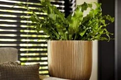 Capi Europe - Bloempot Bol Groove XL - 33x35 - Goud - Bloempot Voor Binnen - Opening ⌀28 - GVGB932 -Tuinverzorgings Winkel 1200x796 2