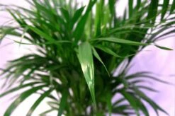 Pokon Powerspray Kamerplanten 300ml -Tuinverzorgings Winkel 1200x796