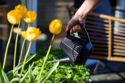 Xala - Gieter Doppio Groove 2L Olijfgrijs -Tuinverzorgings Winkel 1200x799 44