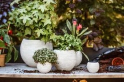 Capi Europe - Set Van 3 - Bloempot Binnen - Rib Ivoor -Tuinverzorgings Winkel 1200x799 51