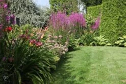 ECOstyle Tuinmest Organische Meststof - Border & Siertuin - Natuurlijke Meststof Gazon - 120 Dagen Voeding- 50 M² - 5 KG 12 ECOstyle Tuinmest Organische Meststof - Border & Siertuin - Natuurlijke Meststof Gazon - 120 Dagen Voeding- 50 M² - 5 KG -Tuinverzorgings Winkel 1200x800 1