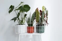 Elho B.for Soft Rond 30 - Bloempot Voor Binnen - Ø 29.5 X H 27.6 Cm - Wit -Tuinverzorgings Winkel 1200x800 160