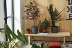 Elho B.for Soft Rond 30 - Bloempot Voor Binnen - Ø 29.5 X H 27.6 Cm - Antraciet -Tuinverzorgings Winkel 1200x800 172