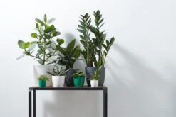 Elho B.for Soft Rond 30 - Bloempot Voor Binnen - Ø 29.5 X H 27.6 Cm - Antraciet -Tuinverzorgings Winkel 1200x800 173