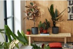 Elho B.for Soft Rond 25 - Bloempot Voor Binnen - Ø 24.7 X H 23.3 Cm - Antraciet -Tuinverzorgings Winkel 1200x807 3