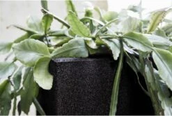 Capi Europe - Bloempot Vierkant Smooth NL - 30x30x30 - Zwart - Voor Binnen En Buiten - KBL902 23 Capi Europe - Bloempot Vierkant Smooth NL - 30x30x30 - Zwart - Voor Binnen En Buiten - KBL902 -Tuinverzorgings Winkel 1200x813 3