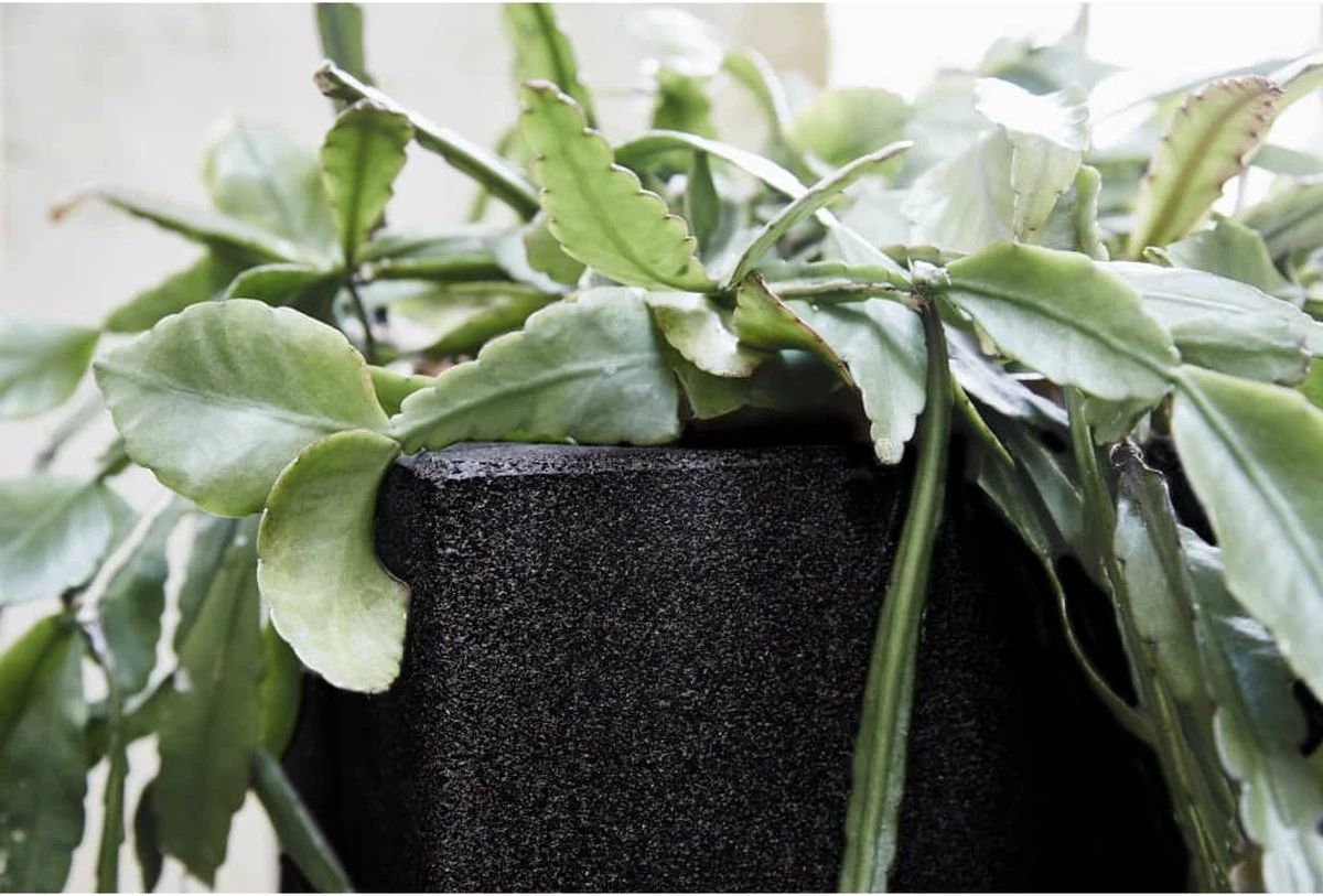 Capi Europe - Bloempot Vierkant Smooth NL - 30x30x30 - Zwart - Voor Binnen En Buiten - KBL902 11 Capi Europe - Bloempot Vierkant Smooth NL - 30x30x30 - Zwart - Voor Binnen En Buiten - KBL902 - Afbeelding 9