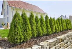 GARDENA Micro Drip System Startset L Druppelsysteem - 50 Meter -Tuinverzorgings Winkel 1200x814