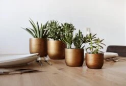 Capi Europe - Set Van 4 - Bloempot Binnen - Retro - - Goud - Bloempot Voor Binnen - BOX-BRTG-4 -Tuinverzorgings Winkel 1200x820 1