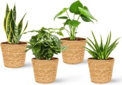 WL Plants - Maki Naturel - Set Van 4 - Plantenmand - Plantenmand Binnen - Bloempot - Plantenhouder - Bloempotten Voor Binnen - Gemaakt Van Riet - 11cm Hoog - 12cm Diameter 7 WL Plants - Maki Naturel - Set Van 4 - Plantenmand - Plantenmand Binnen - Bloempot - Plantenhouder - Bloempotten Voor Binnen - Gemaakt Van Riet - 11cm Hoog - 12cm Diameter -Tuinverzorgings Winkel 1200x838 7