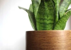 Capi Europe - Bloempot Bol Retro - 23x21 - Goud - Bloempot Voor Binnen - BRTG134 -Tuinverzorgings Winkel 1200x844 4