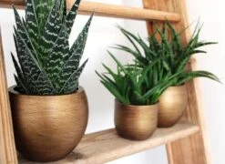 Capi Europe - Bloempot Bol Retro XL - 42x41 - Goud - Bloempot Voor Binnen - Opening ⌀36 - RTG933 -Tuinverzorgings Winkel 1200x876 2