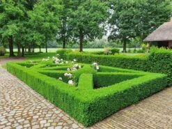 Topbuxus Buxus Health Mix -Tuinverzorgings Winkel 1200x899