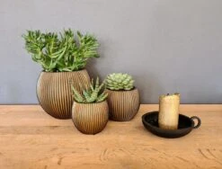 Capi Europe - Set Van 3 - Bloempot Binnen - Groove - - Goud - Bloempot Voor Binnen - BOX-BGVGB-3 -Tuinverzorgings Winkel 1200x912