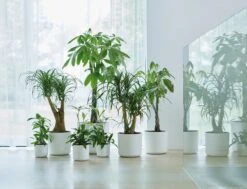 Elho B.for Soft Rond 30 - Bloempot Voor Binnen - Ø 29.5 X H 27.6 Cm - Wit -Tuinverzorgings Winkel 1200x916 1