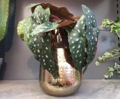 Gina Da Bloempot Karakter Goud - XL -Tuinverzorgings Winkel 1200x984