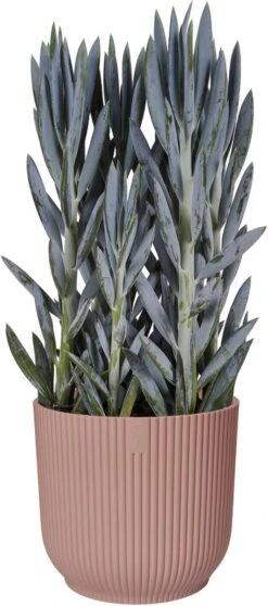 Elho Vibes Fold Rond 25 - Bloempot Voor Binnen - Ø 25.0 X H 23.0 Cm - Delicaat Roze 12 Elho Vibes Fold Rond 25 - Bloempot Voor Binnen - Ø 25.0 X H 23.0 Cm - Delicaat Roze -Tuinverzorgings Winkel 531x1200 3