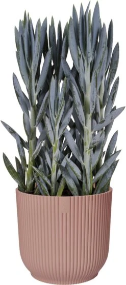 Elho Vibes Fold Rond Wielen 35 - Bloempot Voor Binnen - Ø 34.9 X H 32.4 Cm - Delicaat Roze -Tuinverzorgings Winkel 533x1200 1