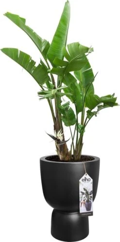 Elho Pure Coupe 41 - Bloempot Voor Binnen & Buiten - Ø 41.3 X H 57.9 Cm - Zwart/Zwart -Tuinverzorgings Winkel 595x1200 4