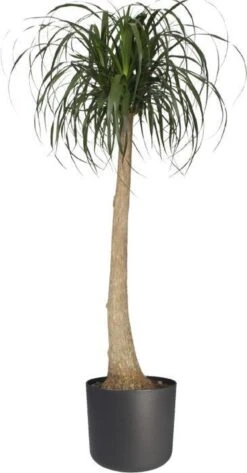 Elho B.for Soft Rond 35 - Bloempot Voor Binnen - Ø 34.5 X H 32.3 Cm - Antraciet -Tuinverzorgings Winkel 627x1200