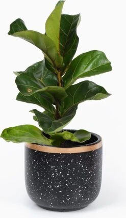 Bloempotten Binnen - Keramiek - Gouden Rand - Bloempot Buiten - Afvoergat 24 - Small Set Van 3 - 15 Cm -Tuinverzorgings Winkel 695x1200