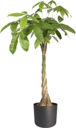 Elho B.for Soft Rond 35 - Bloempot Voor Binnen - Ø 34.5 X H 32.3 Cm - Antraciet -Tuinverzorgings Winkel 714x1200 4