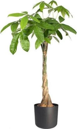 Elho B.for Soft Rond 30 - Bloempot Voor Binnen - Ø 29.5 X H 27.6 Cm - Antraciet -Tuinverzorgings Winkel 714x1200 7