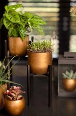 Capi Europe - Bloempot Bol Retro - 23x21 - Goud - Bloempot Voor Binnen - BRTG134 -Tuinverzorgings Winkel 792x1200