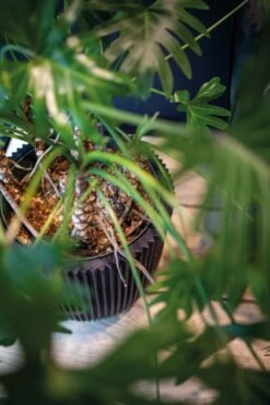 Capi Europe - Vaas Elegant Laag Groove NL - 34x46 - Goud - Voor Binnen En Buiten - KGVGB782 -Tuinverzorgings Winkel 799x1200 36