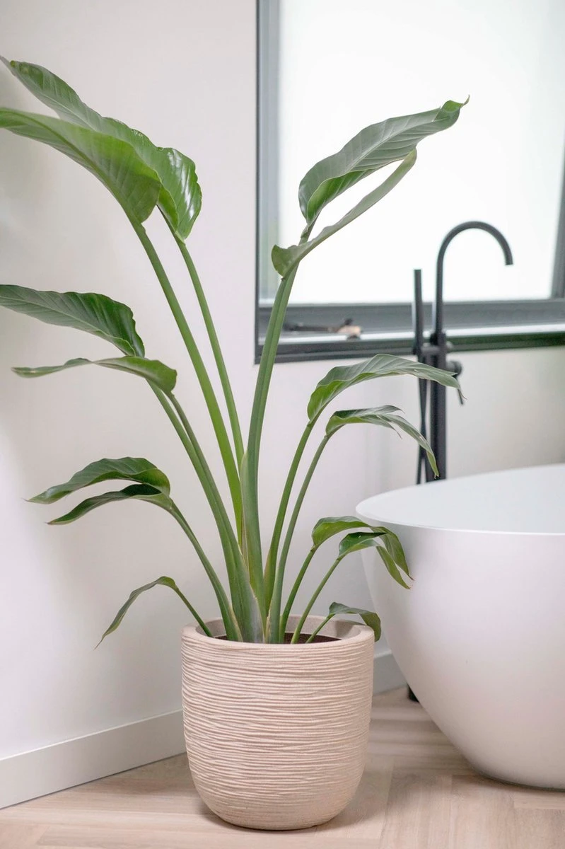 Capi Europe - Bloempot Bol Waste Rib NL - 43x41 - Terrazzo Beige - Voor Binnen En Buiten - KTBR933 4 Capi Europe - Bloempot Bol Waste Rib NL - 43x41 - Terrazzo Beige - Voor Binnen En Buiten - KTBR933 - Afbeelding 2