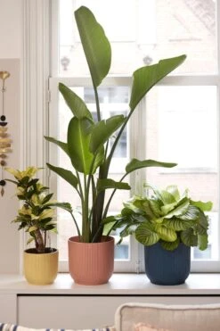 Elho Vibes Fold Rond 25 - Bloempot Voor Binnen - Ø 25.0 X H 23.0 Cm - Delicaat Roze 13 Elho Vibes Fold Rond 25 - Bloempot Voor Binnen - Ø 25.0 X H 23.0 Cm - Delicaat Roze -Tuinverzorgings Winkel 800x1200 103