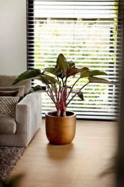 Capi Europe - Bloempot Bol Retro - 23x21 - Goud - Bloempot Voor Binnen - BRTG134 -Tuinverzorgings Winkel 800x1200 130