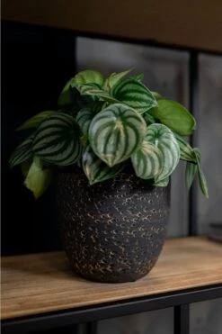 Plantenpot/Bloempot In Het Lava-look Zwart Dia 15 Cm En Hoogte 13 Cm - Voor Binnen -Tuinverzorgings Winkel 800x1200 132