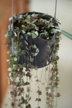 Elho B.for Swing 18 Hangpot - Bloempot Voor Binnen - Ø 18.0 X H 16.5 Cm - Zwart/Antraciet 19 Elho B.for Swing 18 Hangpot - Bloempot Voor Binnen - Ø 18.0 X H 16.5 Cm - Zwart/Antraciet -Tuinverzorgings Winkel 800x1200 136