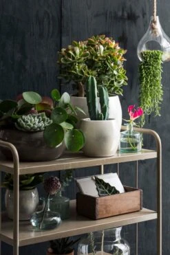 Mica Decorations Lester Bloempot - H18 X Ø20 Cm - Terracotta - Groen -Tuinverzorgings Winkel 800x1200 137