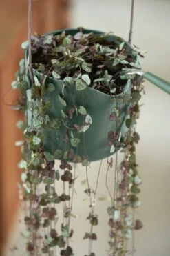 Elho B.for Swing 18 Hangpot - Bloempot Voor Binnen - Ø 18.0 X H 16.5 Cm - Groen/Blad Groen -Tuinverzorgings Winkel 800x1200 142