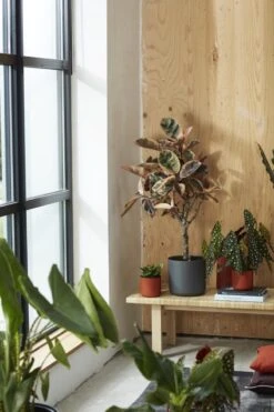 Elho B.for Soft Rond 35 - Bloempot Voor Binnen - Ø 34.5 X H 32.3 Cm - Antraciet -Tuinverzorgings Winkel 800x1200 145