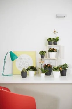 Elho B.for Soft Rond 35 - Bloempot Voor Binnen - Ø 34.5 X H 32.3 Cm - Antraciet -Tuinverzorgings Winkel 800x1200 146