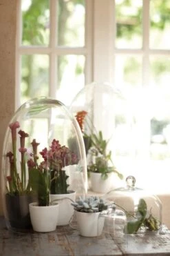 Elho B.for Soft Rond 35 - Bloempot Voor Binnen - Ø 34.5 X H 32.3 Cm - Antraciet -Tuinverzorgings Winkel 800x1200 147