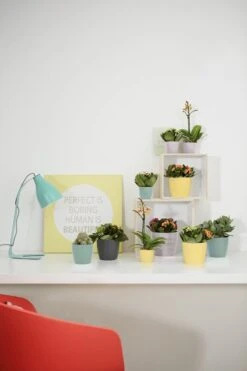 Elho Brussels Rond Mini 7 - Bloempot Voor Binnen - Ø 6.7 X H 6.0 Cm - Zwart/Antraciet -Tuinverzorgings Winkel 800x1200 151