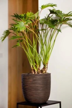 Capi Europe - Bloempot Bol Rib NL - 35x34 - Ivoor - Voor Binnen En Buiten - KOFI932 -Tuinverzorgings Winkel 800x1200 160