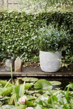 Capi Europe - Bloempot Bol Rib NL - 35x34 - Ivoor - Voor Binnen En Buiten - KOFI932 -Tuinverzorgings Winkel 800x1200 161